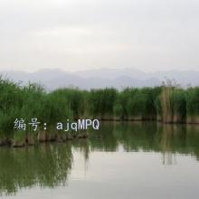 ѡ