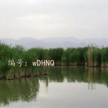 ʼ