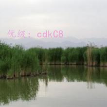 ѡ